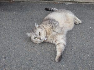 近所のネコ　　in宇治　
