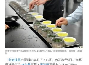 宇治抹茶が高値！　昨年の1.7倍