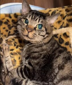 11月13日､27日､12月11日に5円ずつ下がる