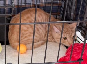 精華町商店街1日商店街