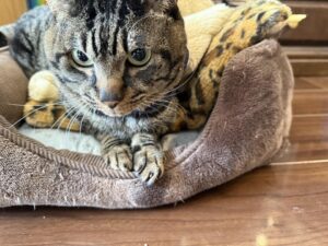 安心して暮らせる、温かみのある国づくりを！