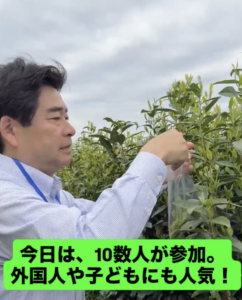 新茶の茶摘み体験　＠宇治