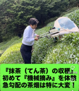 機械摘み　初体験